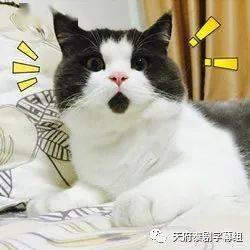 狍子先生爆料视频大全下载,揭秘幕后真相